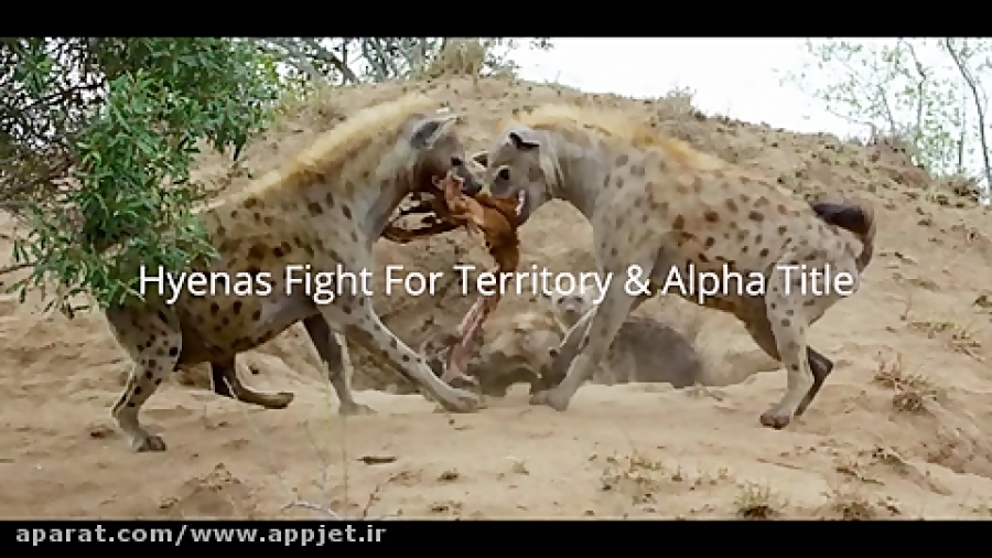 نبرد کفتار با گرگ