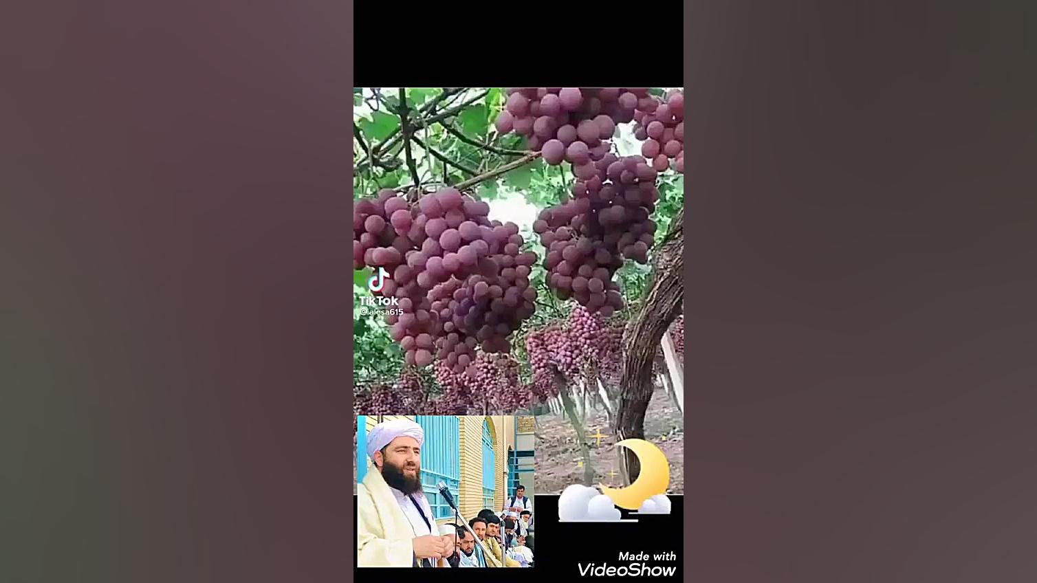 بهشت شهدا مجیب الرحمن انصاری