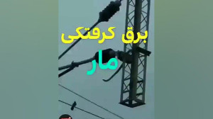 مار