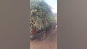 پراید
