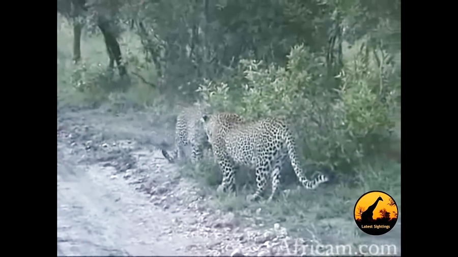 برترین لحظه های حیوانات  حیات...