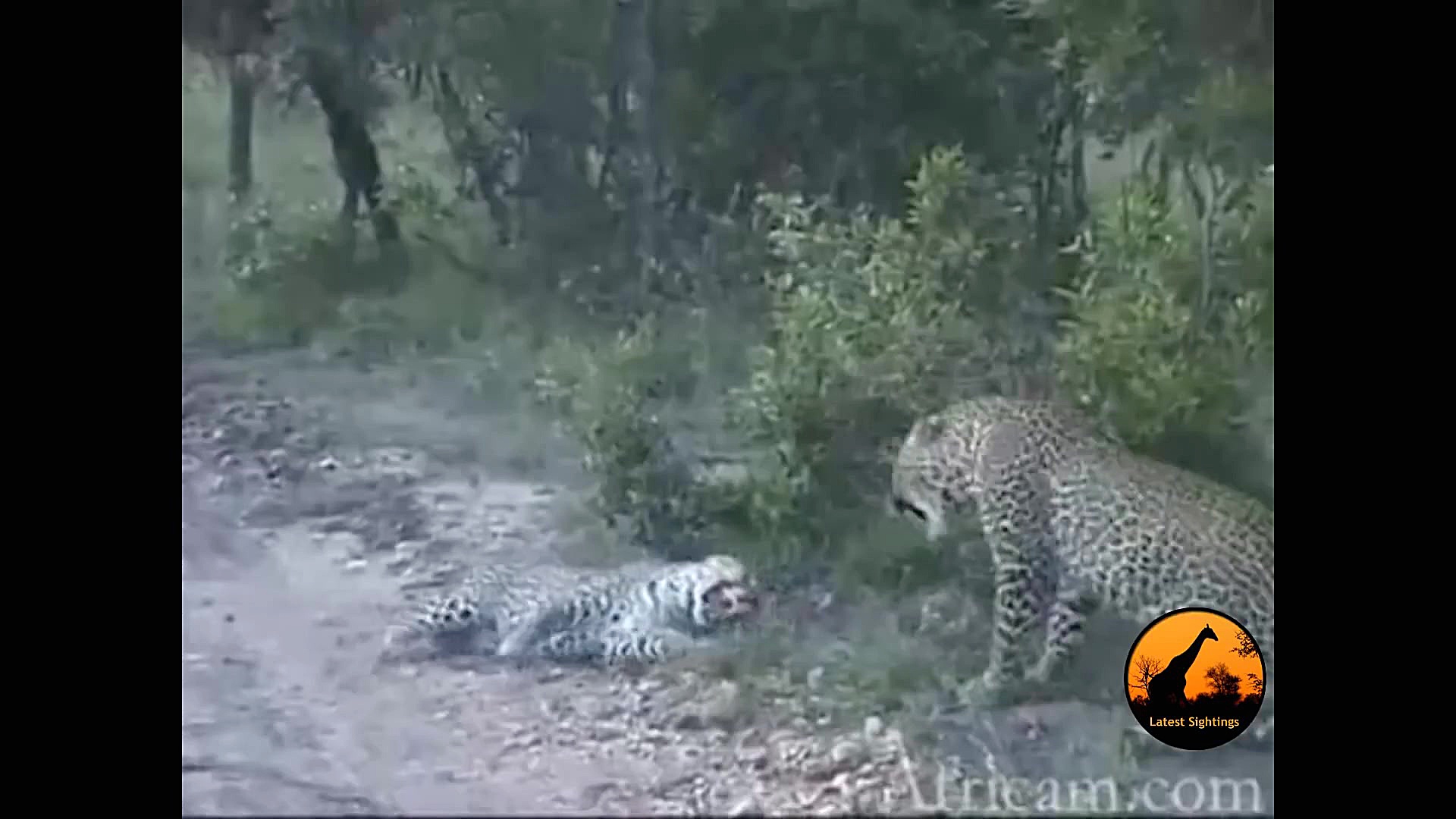 برترین لحظه های حیوانات  حیات...