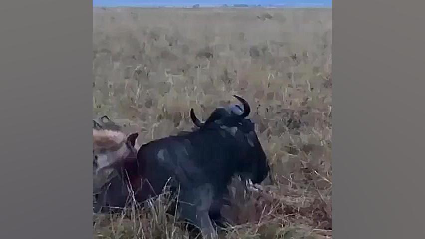 زنده خوردن حیوانات وحشی