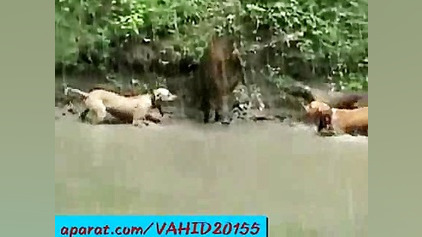 حمله دیدنی 7 سگ بولداگ به گراز...