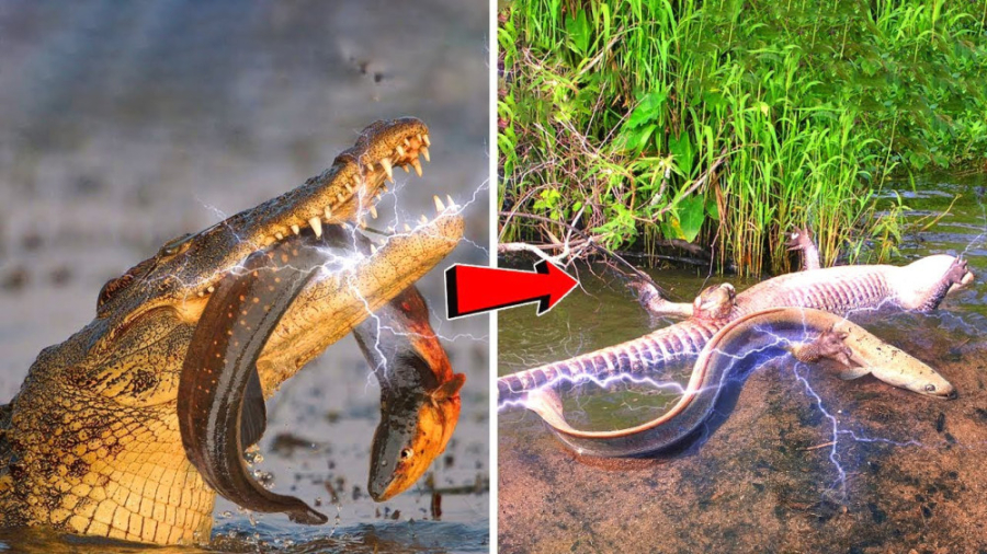 مار ماهی وحشتناک و کشتن تمساح...