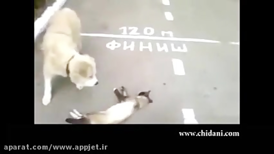 گربه زرنگ و سگ احمق