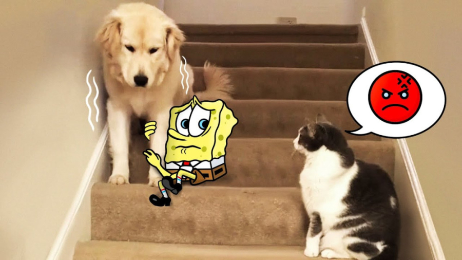 میکس کمدی باب اسفنجی  گربه ها...