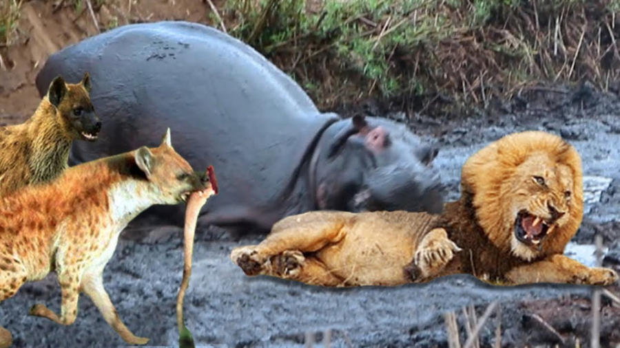 کرگدن در مقابل شیر ، حمله حیوا...