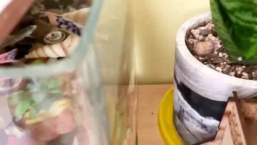 آکواریم ماهی سیچلاید آفریقایی...