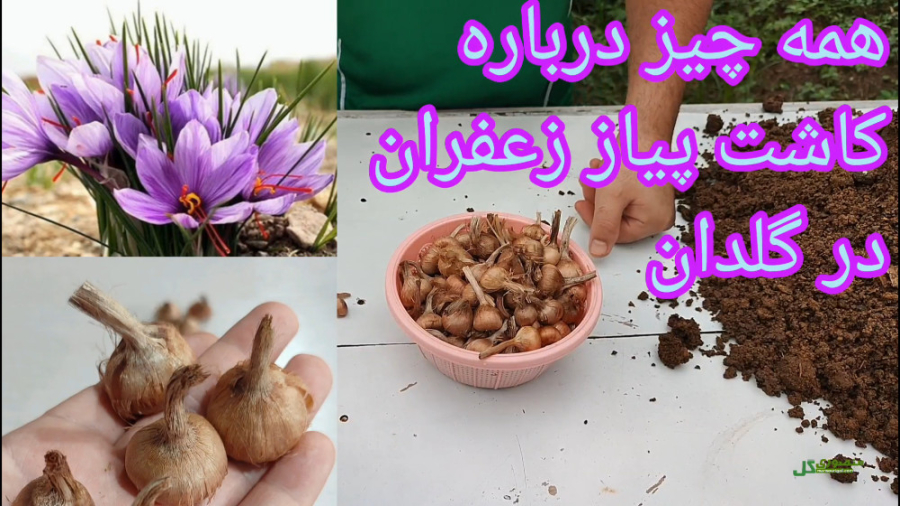 آموزش کاشت پیاز زعفران