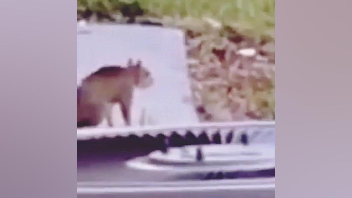 چیزی نمیگم کم بود کانتت