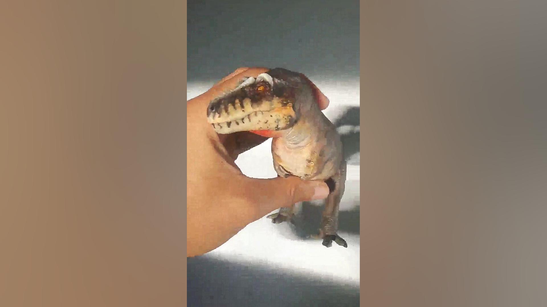 مجسمه تی رکس ۲۰۲۲