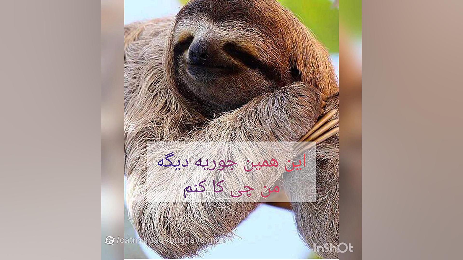 طنز میراکلس.سم اوردم.عروسی مری...