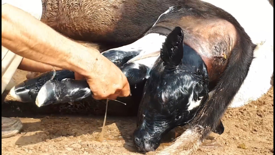 زایمان گاو | تولد گوساله | کلی...