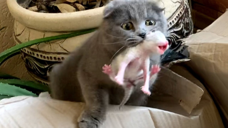 گربه کوچولوهای تازه به دنیا او...