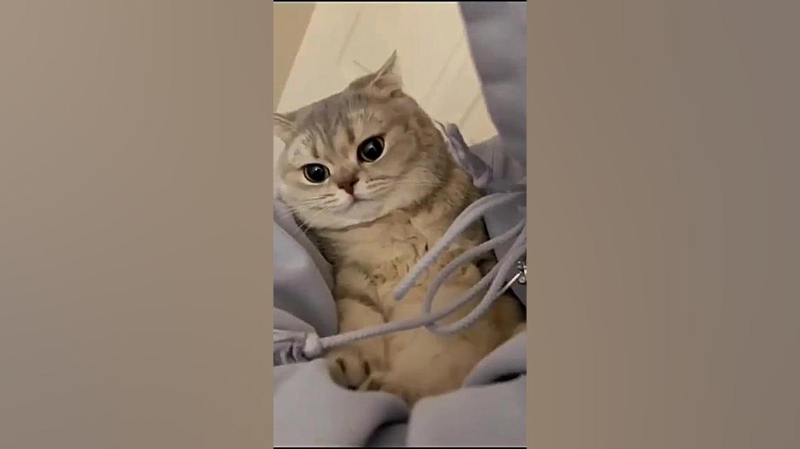 گربه پیشی کیوت دلت براش میره ح...