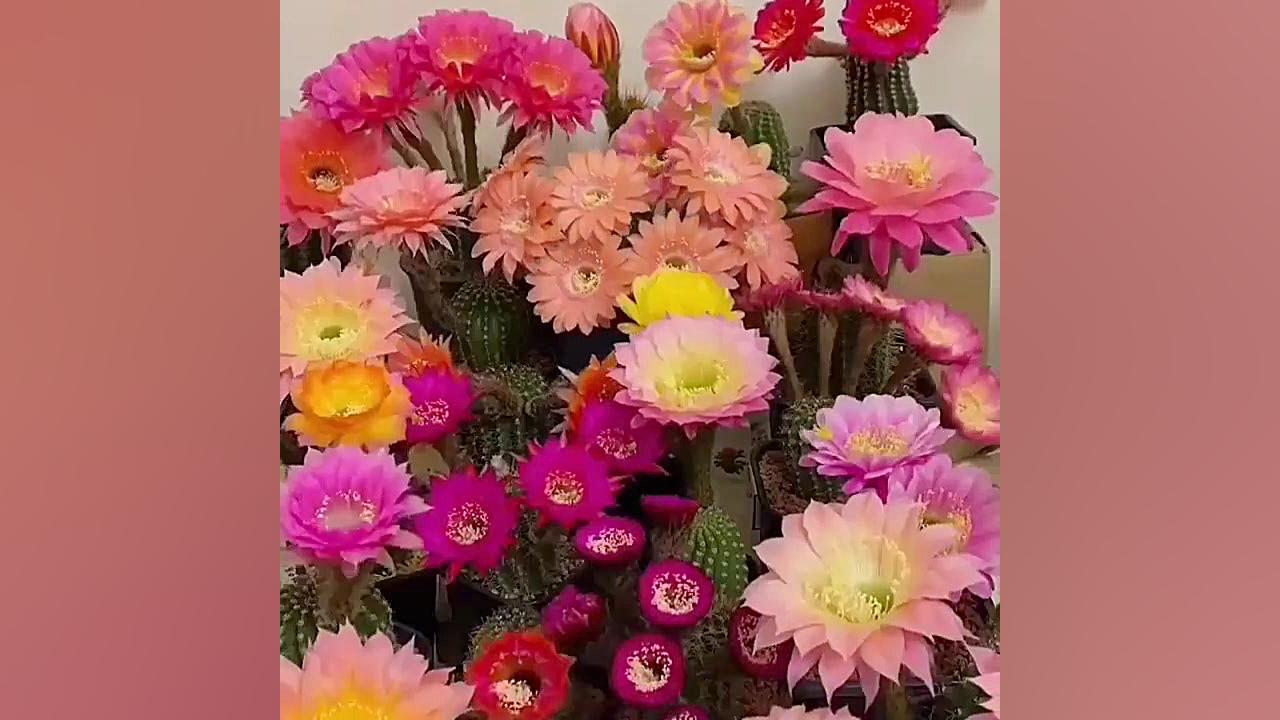 گل زدن کاکتوس خیلی زیباست