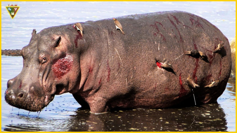 کرگدن زخمی  فیلم حیات وحش  حیو...