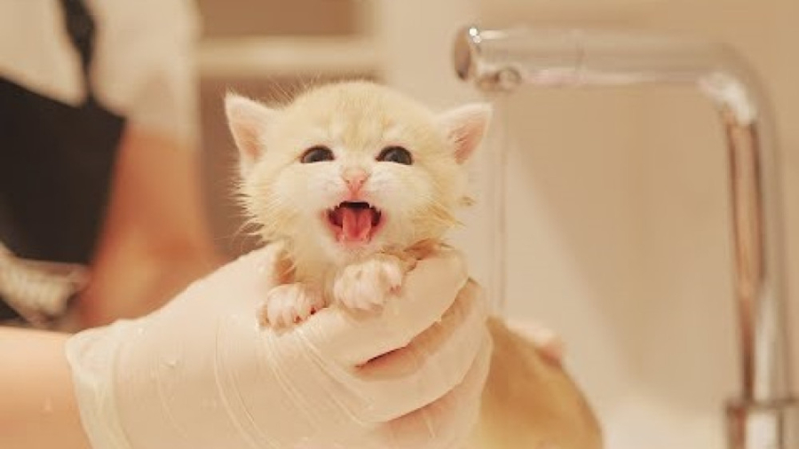 اولین حمام بچه گربه کیوت