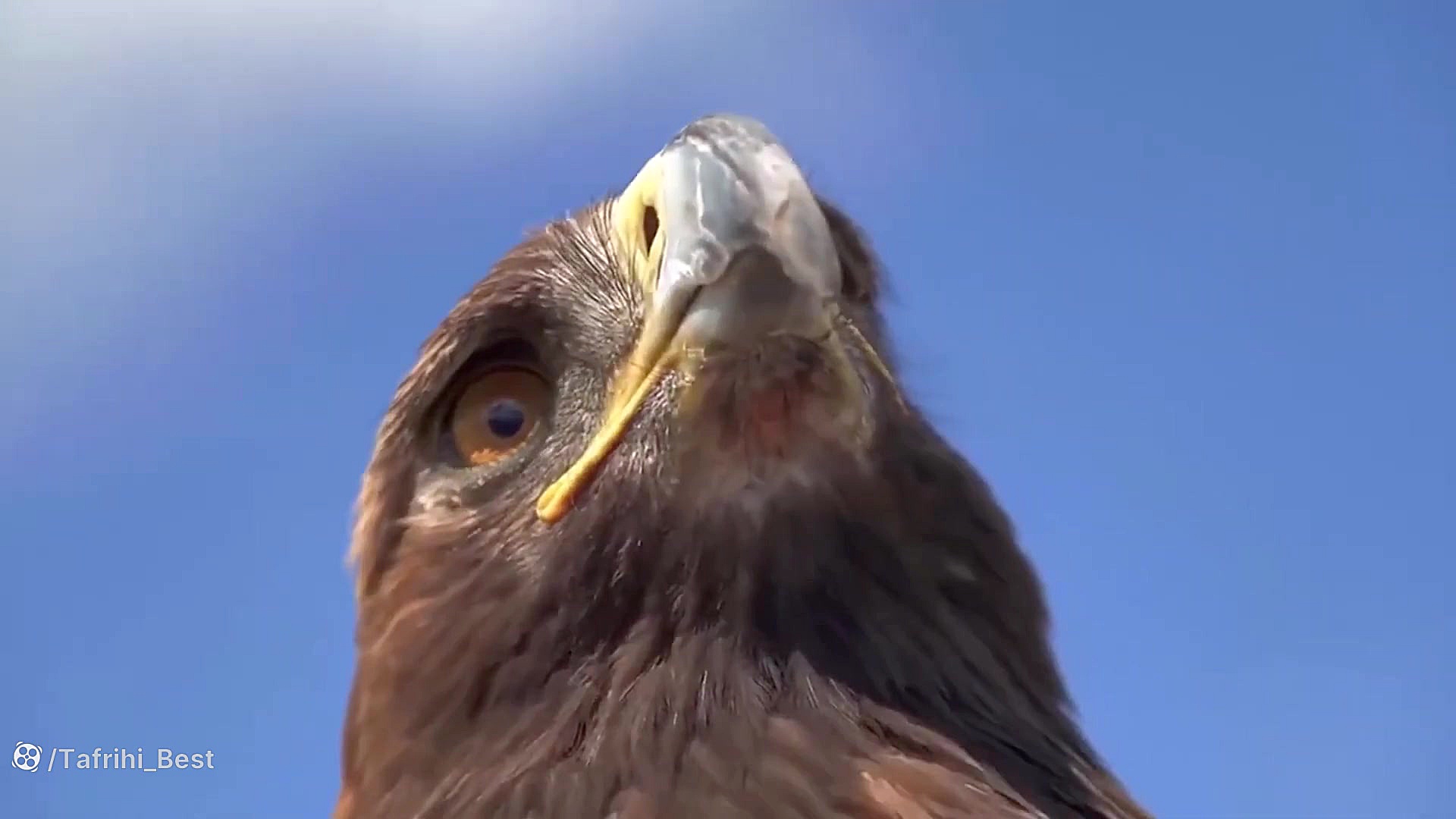 عقاب و گرگ | شکار حیوانات | فی...