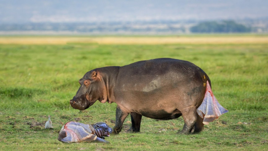 زایمان اسب آبی  فیلم زایمان اس...