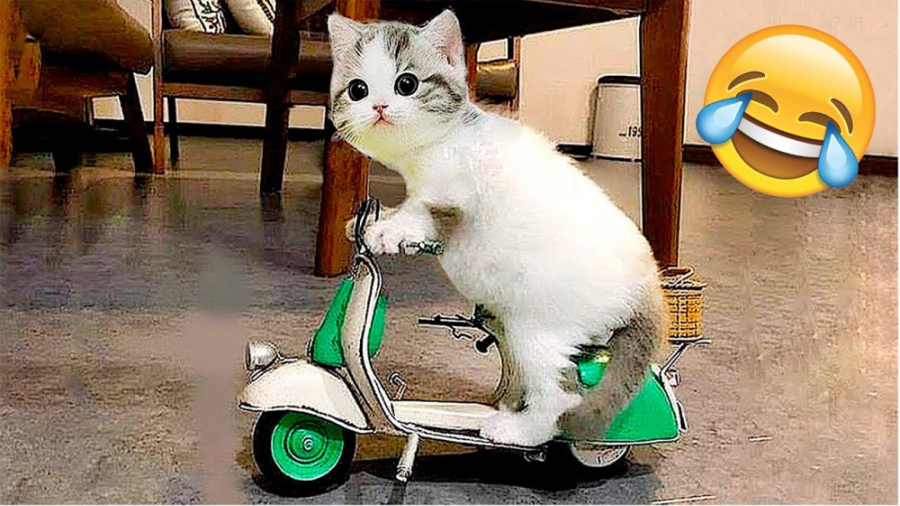 کلیپ خنده دار گربه های ملوس خا...