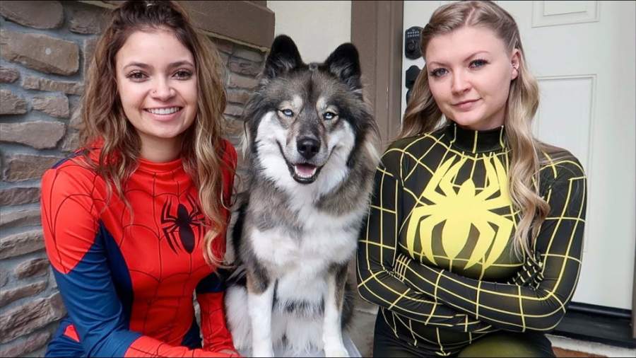 کمدی اسپایدرگرل  ایول اسپایدر