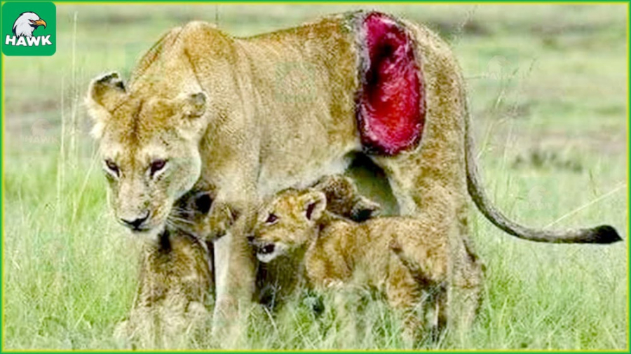 15 لحظه دردناک وقتی گربه ها و...