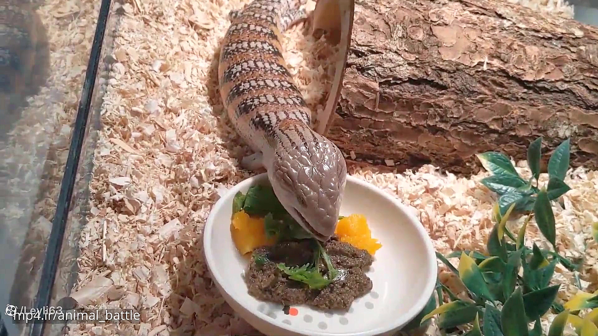 نبرد حیوانات  لحظه بدنبا آمدن...