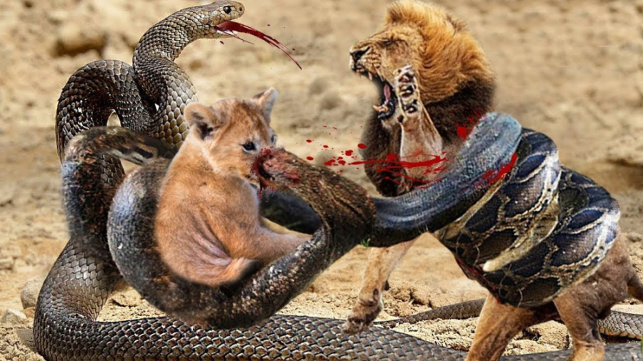 مار کبری در مقابل شیر  جنگ حیو...