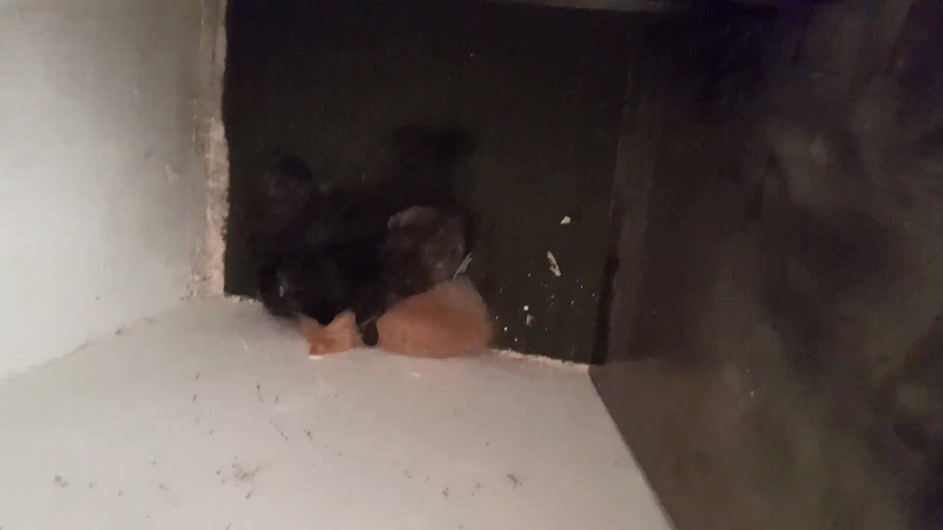 نگاه کنید چقدر گربه ها نازن