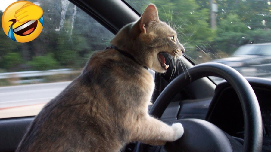 کلیپ طنز حیوانات خانگی ، طنز ب...