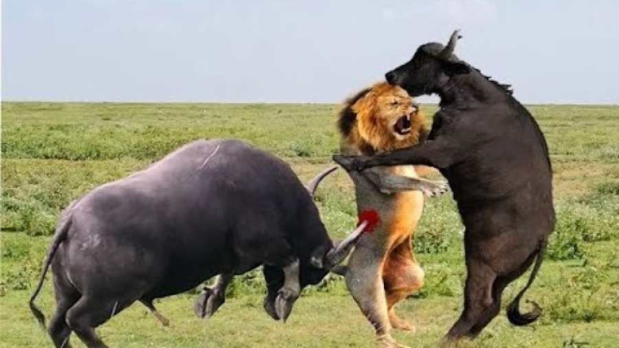 حیات وحش، پرش بلند شیر برای شک...