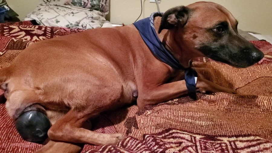 زایمان سگ  توله سگ ناز  فیلم ز...