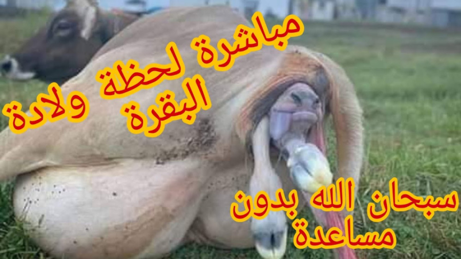 زایمان حیوانات | فیلم زایمان گ...