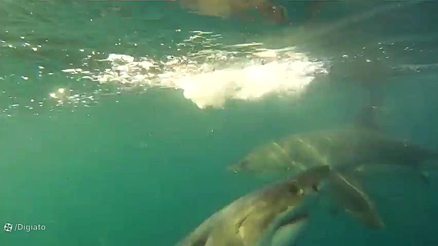 شکار کوسه سفید توسط نهنگ‌های ق...