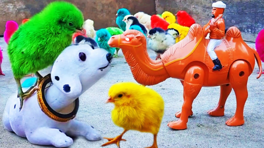 دوست جدید برای جوجه های رنگی