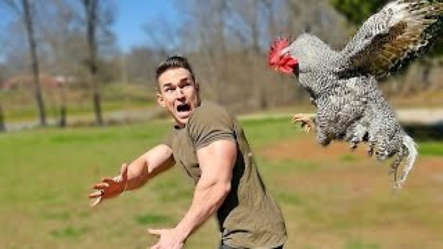 کلیپ خنده دار حمله حیوانات خان...