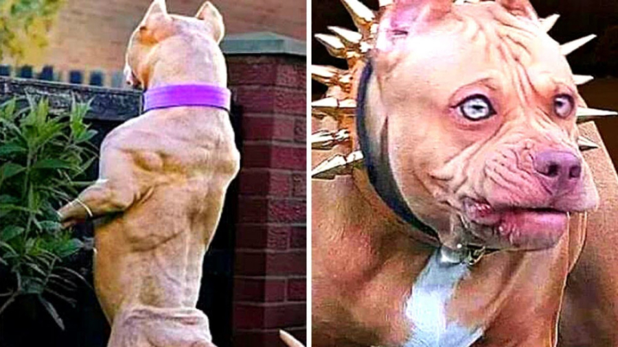 10 سگ نگهبان که هرگز نباید با...