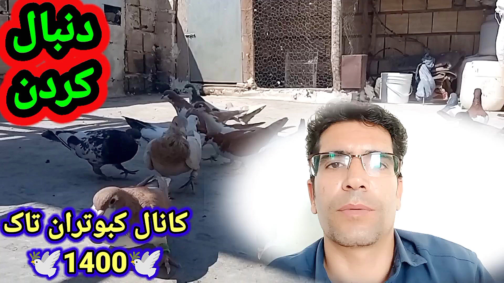 نمایشی از جوجه کبوترای داداش ی...