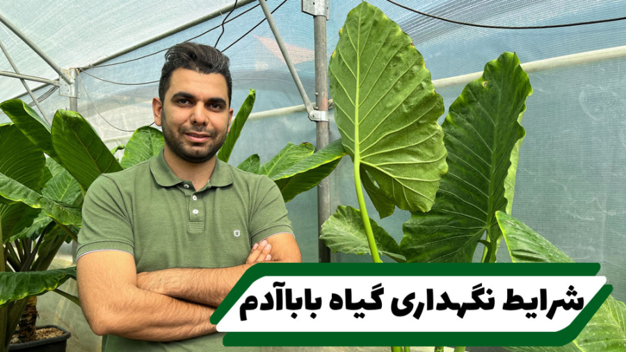 شرایط نگهداری بابا آدم