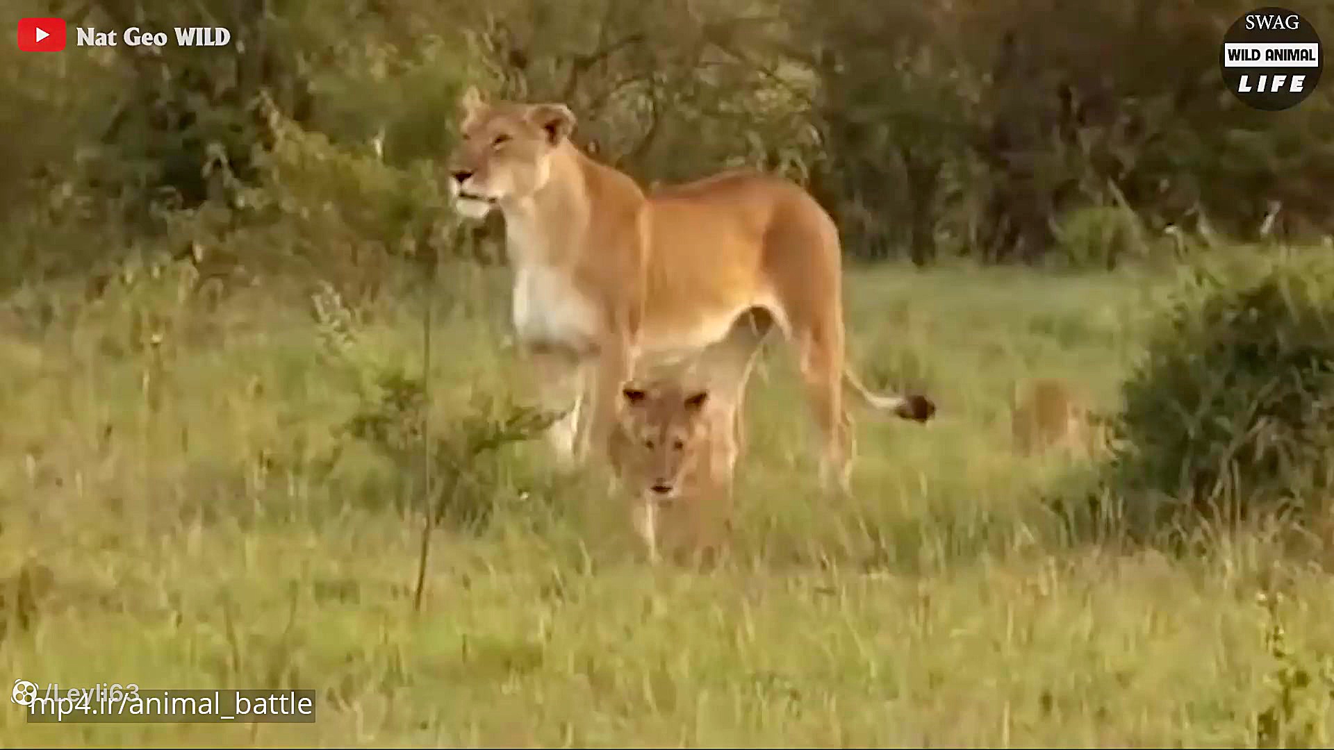 نبرد حیوانات حمله وحشیانه شیر...