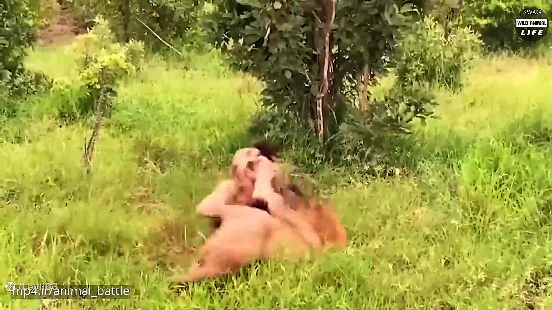 نبرد حیوانات حیات وحش  عصبانیت...