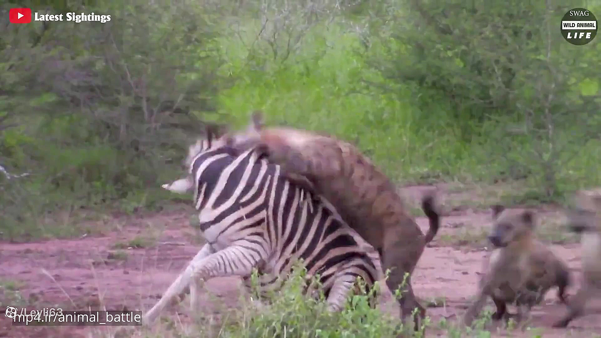 مستند حیات وحش  15 لحظه حماسی...