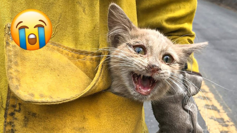 11 حیوان نجات یافته ای که قلب...