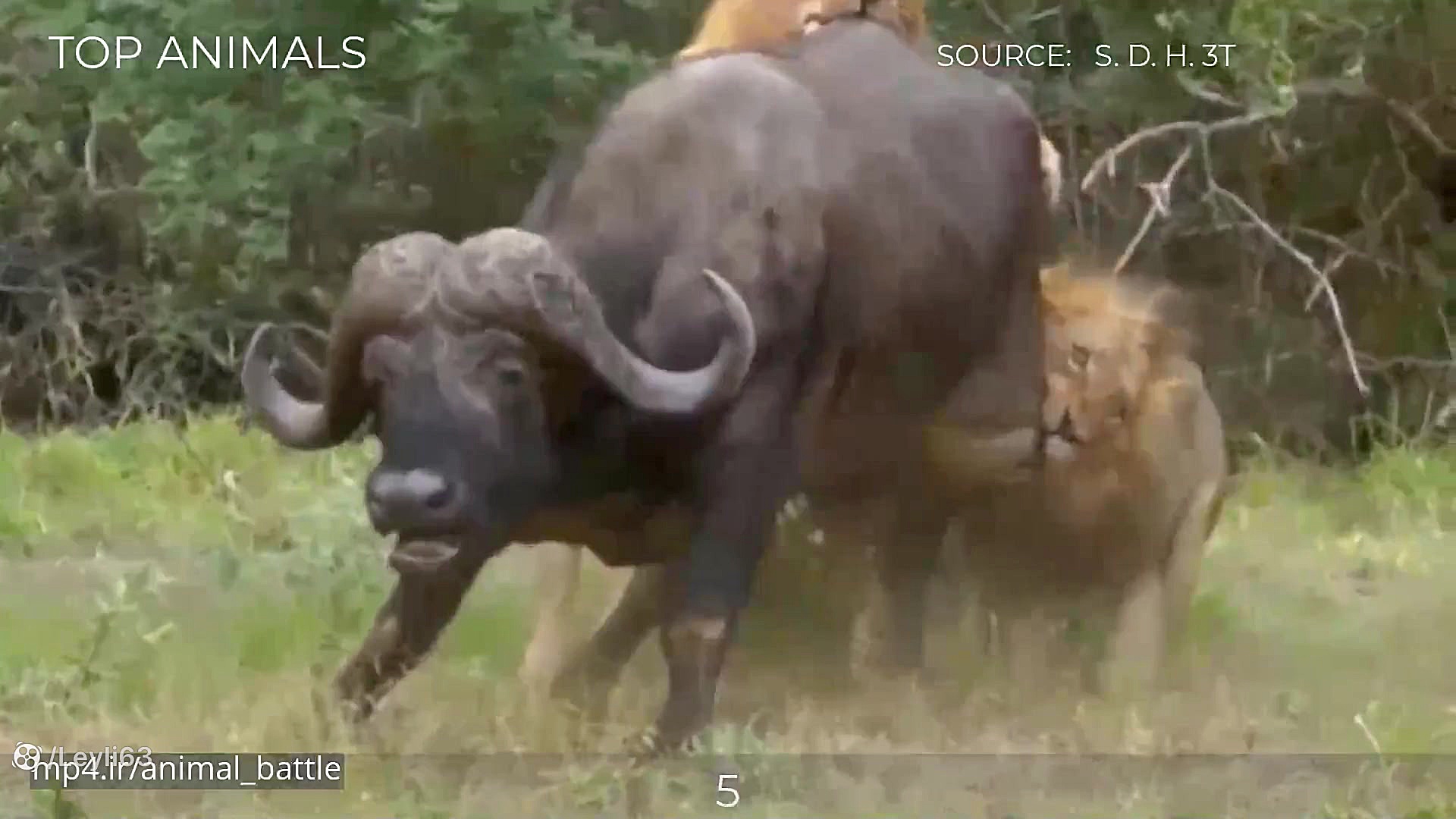 نبرد حیوانات  5 لحظه شگفت انگی...