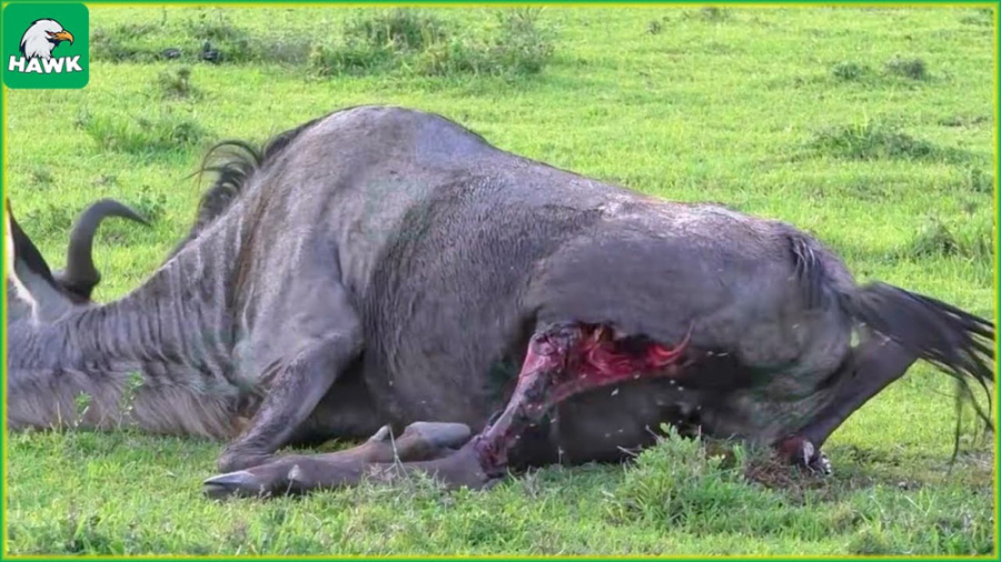 30 لحظه غم انگیز زخمی شدن حیوا...