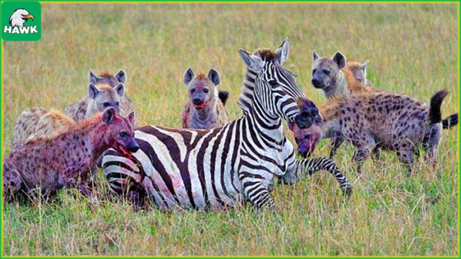 کفتار های وحشی و بی رحم | شکار...