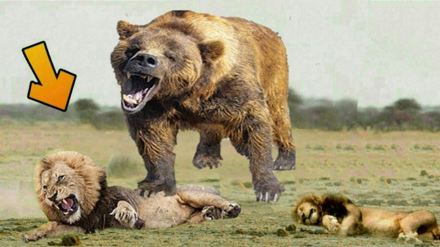 مبارزه خرس دیوانه با شیر درنده...