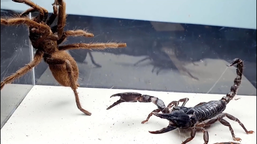 نبرد هیجان انگیز عنکبوت در مقا...